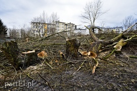 Wyrzynają w pień, bo mogą