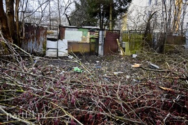 Wyrzynają w pień, bo mogą