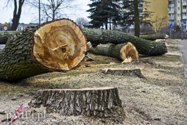 Wyrzynają w pień, bo mogą