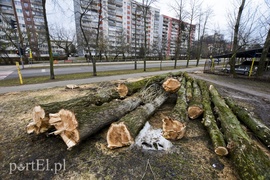 Wyrzynają w pień, bo mogą