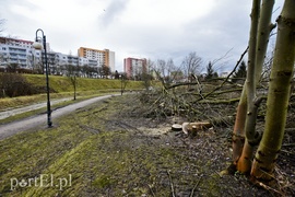 Wyrzynają w pień, bo mogą