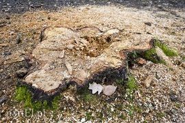 Wielkie cięcie na Zawadzie (wracamy do tematu)