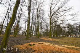 Wielkie cięcie na Zawadzie (wracamy do tematu)