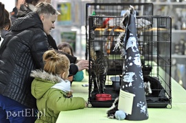 Z miłości do kotów