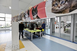 Z miłości do kotów