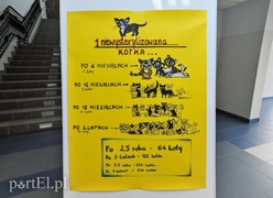 Z miłości do kotów