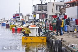 Na Zalewie rozpoczęły się \"śledziowe żniwa\"