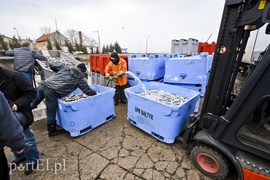 Na Zalewie rozpoczęły się \"śledziowe żniwa\"