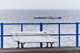 Na Zalewie rozpoczęły się \"śledziowe żniwa\"