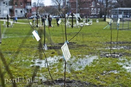 Jedni tną, inni sadzą