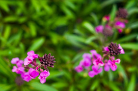 Wiosna w Twoim domu!