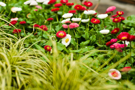 Wiosna w Twoim domu!