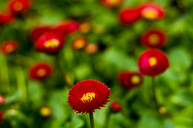 Wiosna w Twoim domu!