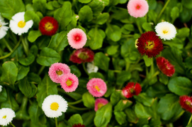 Wiosna w Twoim domu!