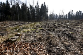 Zasadzili tysiąc nowych drzew