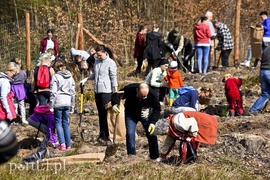 Zasadzili tysiąc nowych drzew