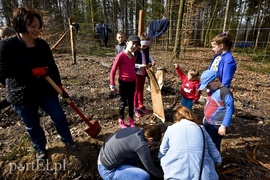 Zasadzili tysiąc nowych drzew