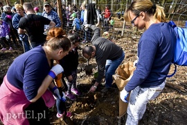 Zasadzili tysiąc nowych drzew