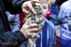 Sowy szukaj i nasłuchuj nocą (Opowieści z lasu, odc. 56)