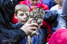 Sowy szukaj i nasłuchuj nocą (Opowieści z lasu, odc. 56)