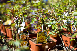 Wiosna maluje się kolorami