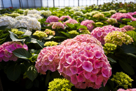 Wiosna maluje się kolorami