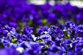 Wiosna maluje się kolorami