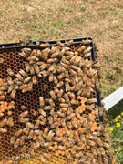 Pszczoły to moja największa pasja (Zawody znane i nieznane, odc. 32) 