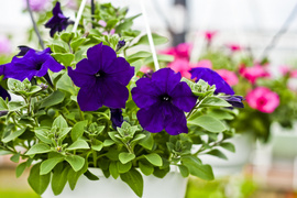 Ciesz się kolorami, wybierz piękne kwiaty