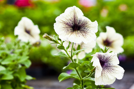 Ciesz się kolorami, wybierz piękne kwiaty