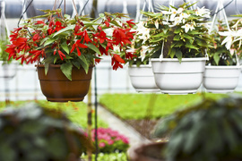 Ciesz się kolorami, wybierz piękne kwiaty