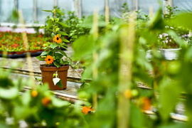 Ciesz się kolorami, wybierz piękne kwiaty