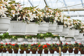 Ciesz się kolorami, wybierz piękne kwiaty