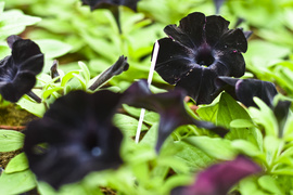 Ciesz się kolorami, wybierz piękne kwiaty