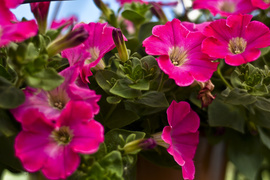 Obdaruj mamę pięknem