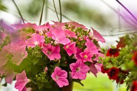 Obdaruj mamę pięknem