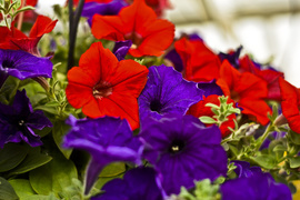 Obdaruj mamę pięknem