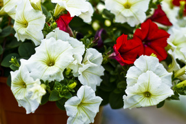 Obdaruj mamę pięknem