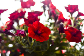 Obdaruj mamę pięknem