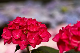 Obdaruj mamę pięknem