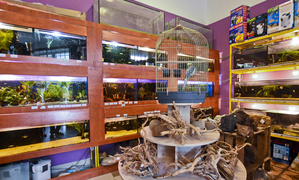 To, co najlepsze dla Twojego pupila