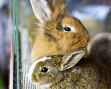 To, co najlepsze dla Twojego pupila