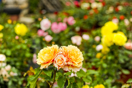 Kwiaty na każdą okazję