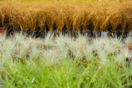 Kwiaty na każdą okazję