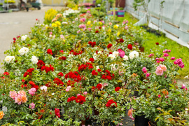 Kwiaty na każdą okazję