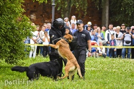 Z takim psem nie ma żartów