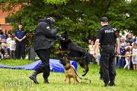 Z takim psem nie ma żartów