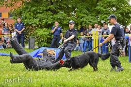 Z takim psem nie ma żartów