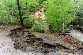 Bażantarnia zniszczona przez Srebrny Potok, ale Bażant się odbędzie