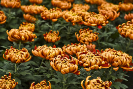 Jesień rozkwita głębokimi barwami